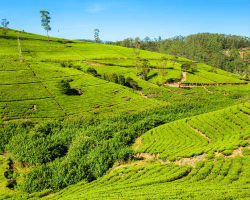 Nuwara Eliya