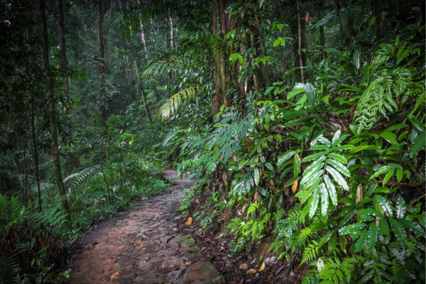 Sinharaja Rain forest - Sri Lanka