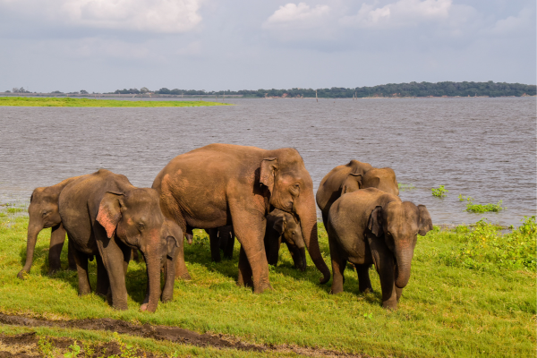 Udawalawe National Park - Sri Lanka (1)