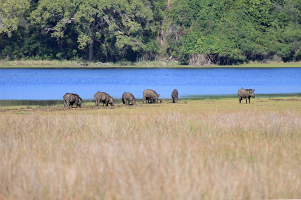 Wilpattu National Park - Sri Lanka