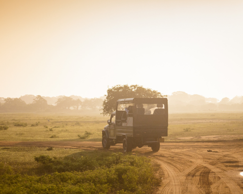 Yala National Park