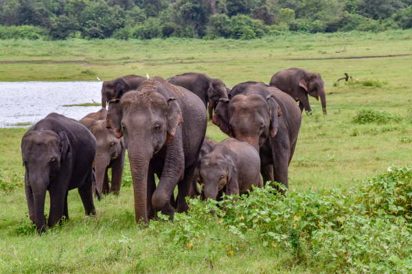 _Yala National Park - Sri Lanka (3)