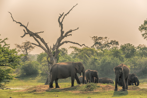 _Yala National Park - Sri Lanka