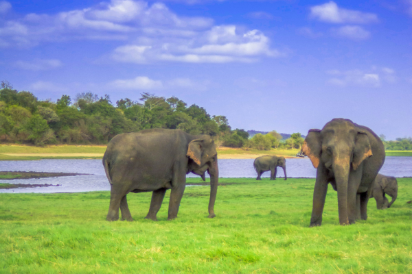 sri lanka nature (3)